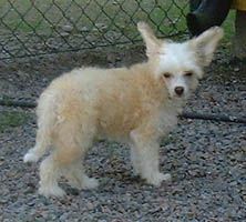 Proud Pony Zingoalla