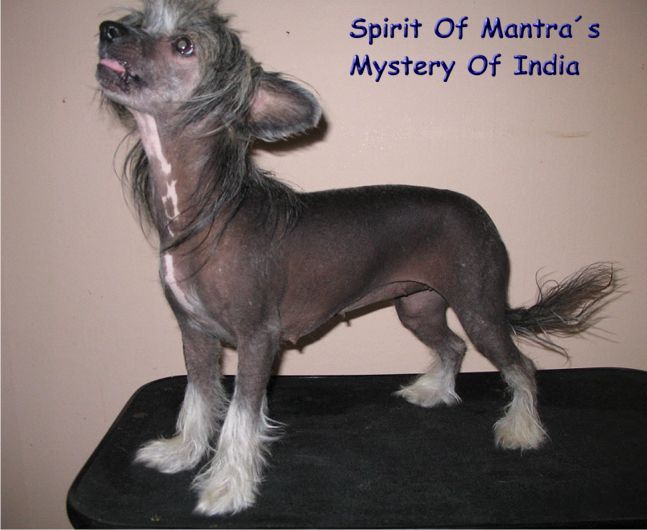 Spirit Of Mantra's Mystery Of India