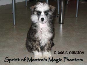 Spirit Of Mantra's Magic Phantom