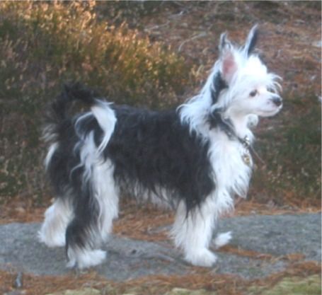 Gulleiv's Mia Min Mia