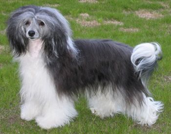 Princess Leia's The Miracle