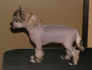 Princess Leia's A Kind Of Magic