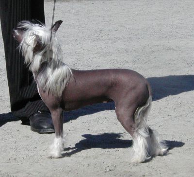 Phrostmade's The Question Mark