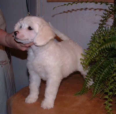 De La Mahafu's Cheer