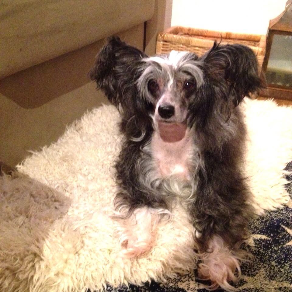 De La Mahafu's Charming-Chess