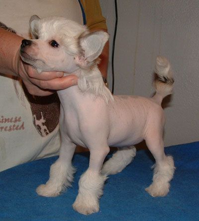 De La Mahafu's Chimaira