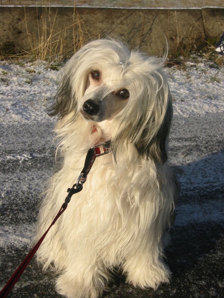 De La Mahafu's Cherie