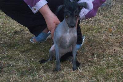 Royalgift Blue Enola