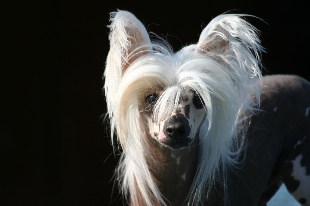 Oriental Jokes Vision In Paradise