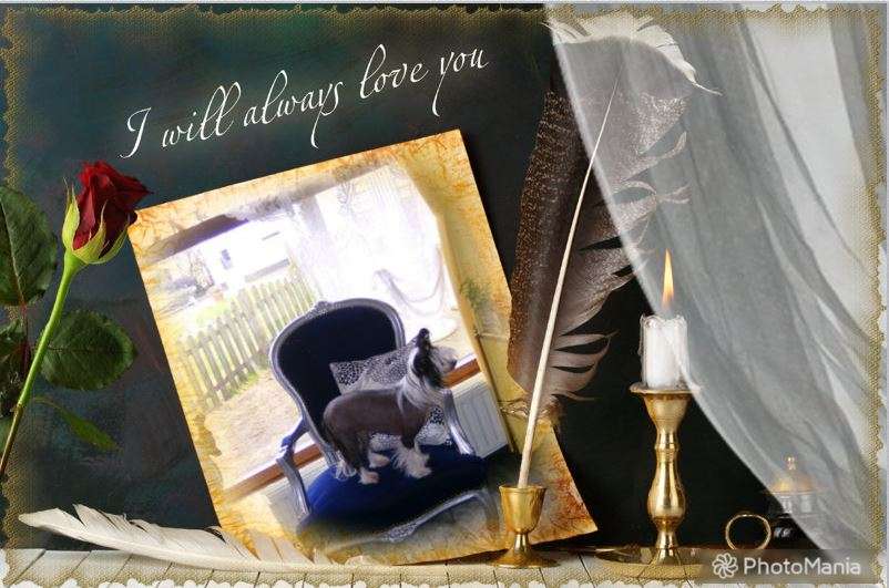 Oriental Jokes Vandalia