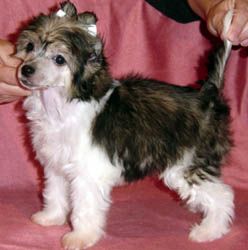 Oriental Jokes Vision Of Night