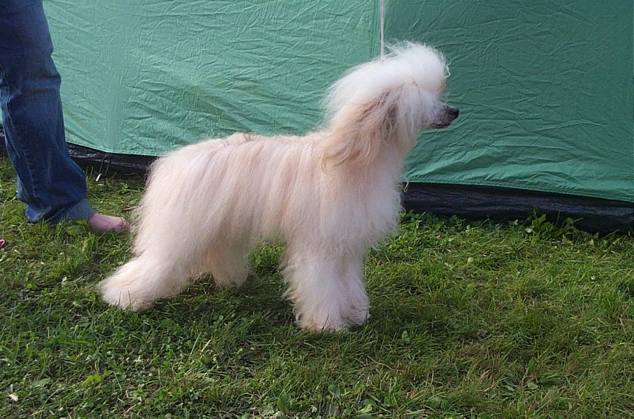 Angie's First Oriental