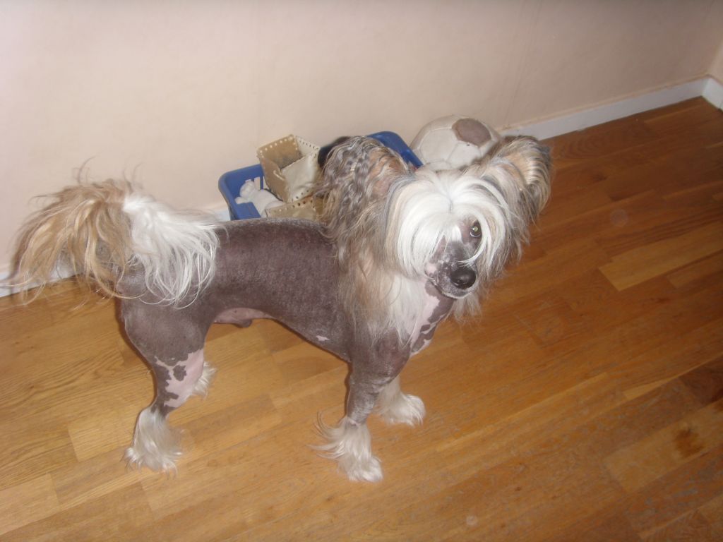 Untouchable's Dionysos