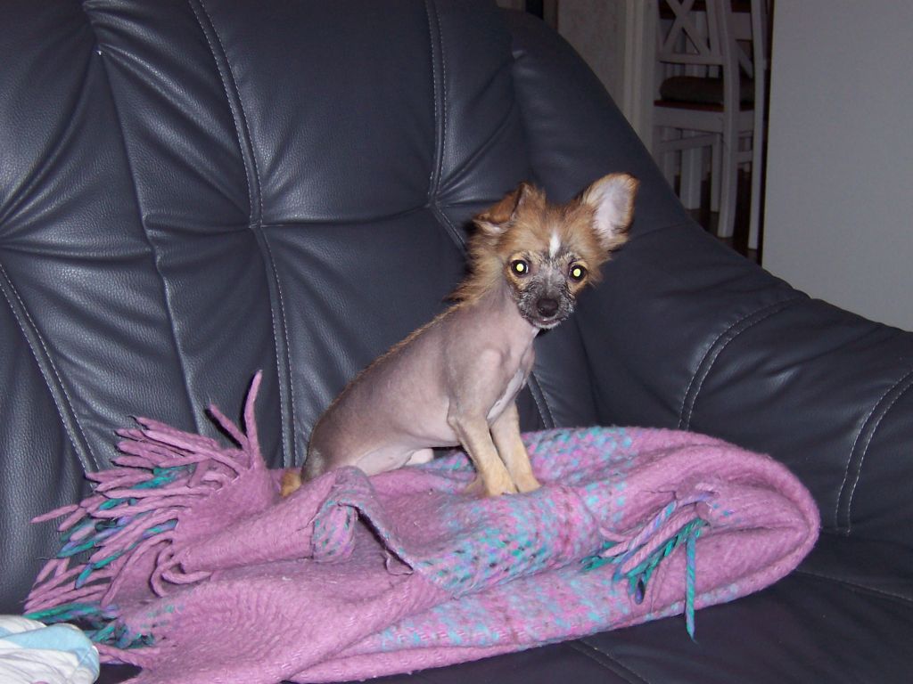 Willow Star's Diki-Diki