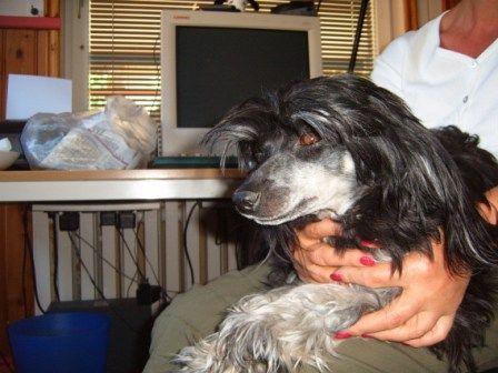 Rainbow Garden Grynet