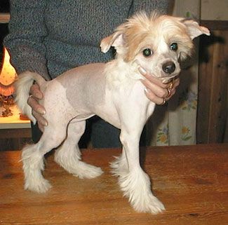 All Saints Adorable-Doll