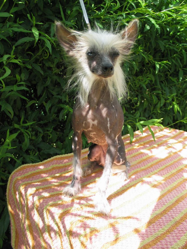 Kropka Feng Fu-Pi-Fu