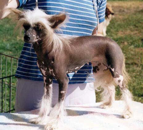 Cinderella Interchart