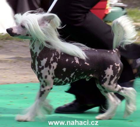 Don Kichot z Lubuskiej Wsi