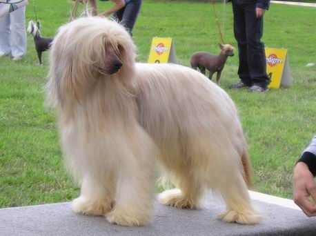 Little Pony Pomarszczony Czar