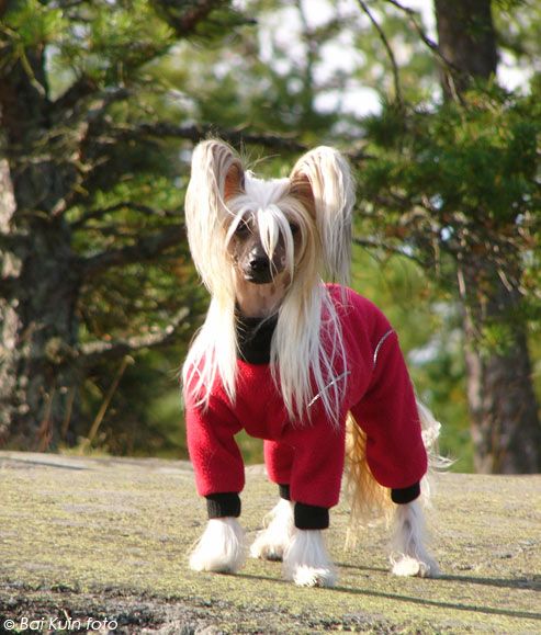 Volshebnaja Loshadka Glori 