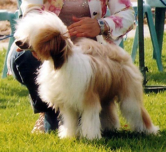 Volshebnaja Loshadka Christmas Star 