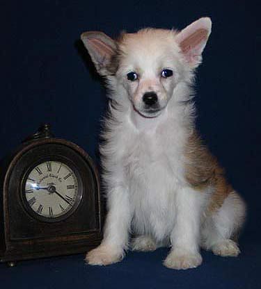 Volshebnaja Loshadka Key To My Heart