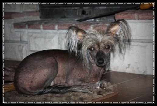 Konczita Super Ciapki