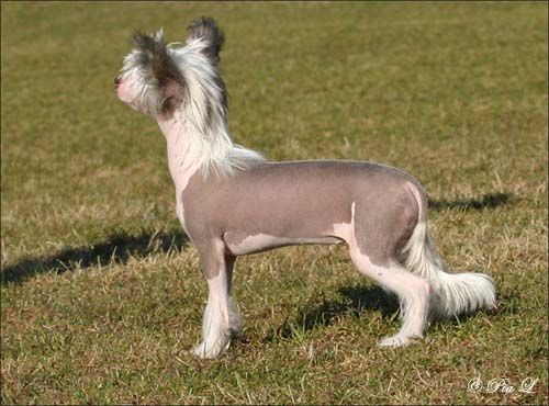 Tiny Diamonds Just For Love