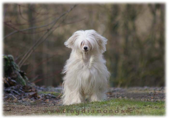 Tiny Diamonds Keep Me In Your Heart