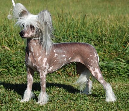 Prefix Swede Smell Of Success