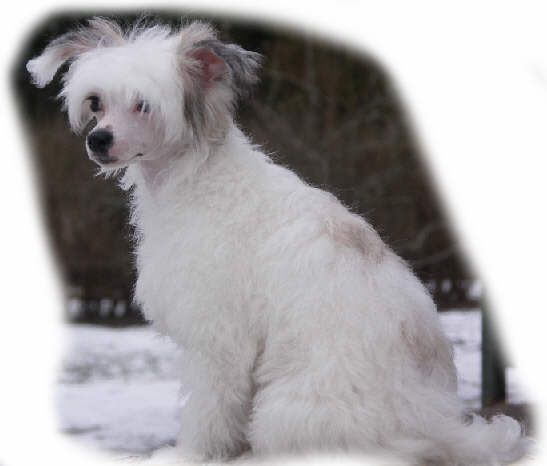 Mocci'z Highland Birg