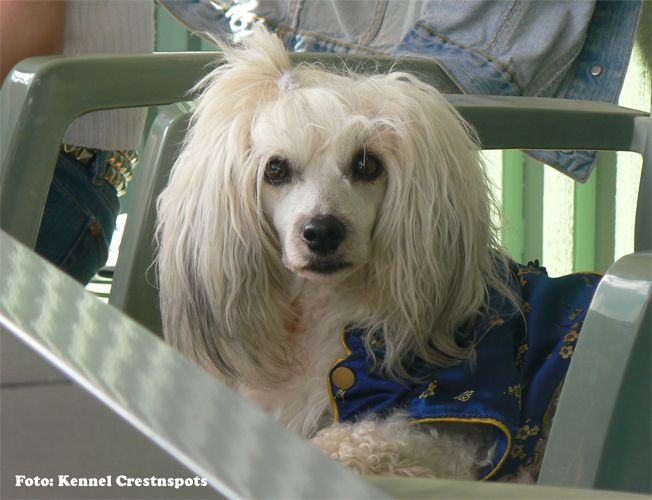 Proud Pony Beyond Belief