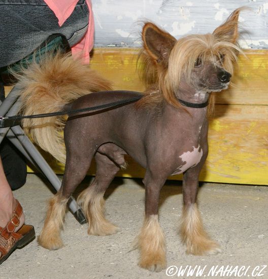 Dendre Orange Pazzda