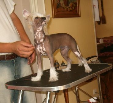 Dyrdal's Bally Tempest