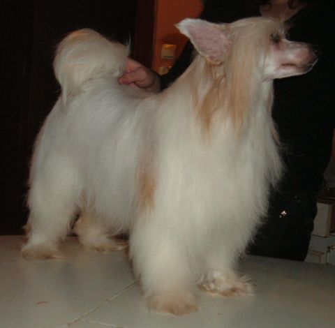 Astamaniana Pastoral