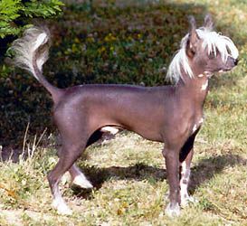 Oriental Jokes Voper