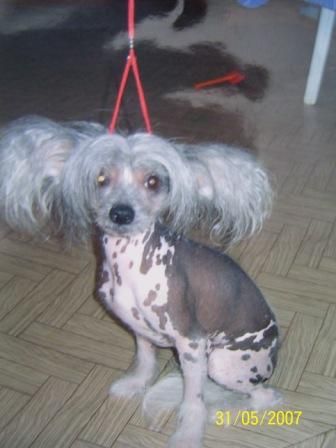 Vellar Pljus Victuar