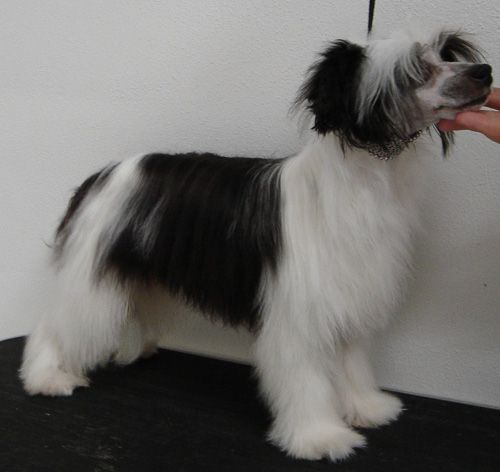 Magic Carpet's Hugo Boss