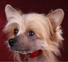 Deekay's Last Minute Decision