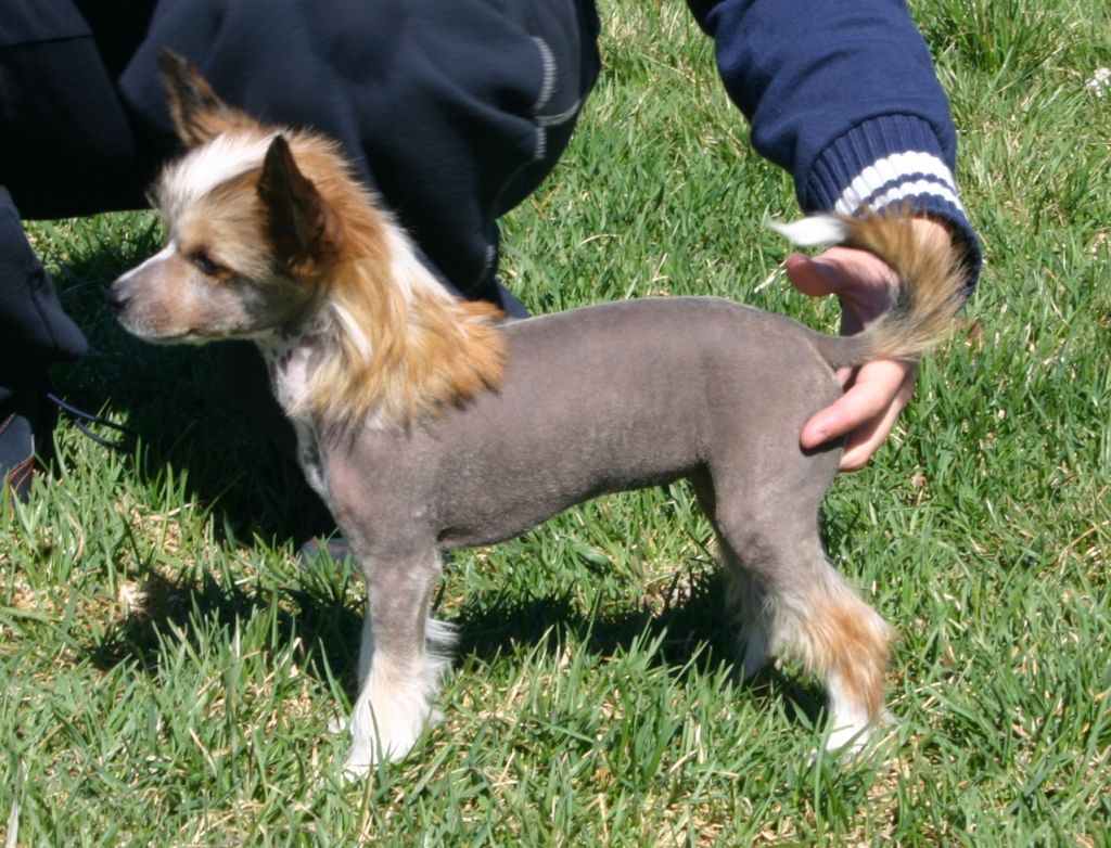 Sandfield's Juno Suspita