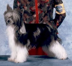 Dokkum Dance In The Dark, CGN