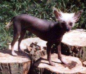 Yorcrechi Toffee Apple