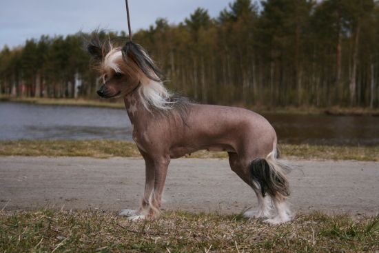 Kuutarhan Keiju Helinä