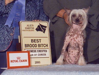 Silver Bluff Spotted Jett