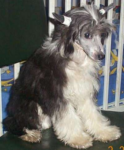 Unidog's Little Munchkin