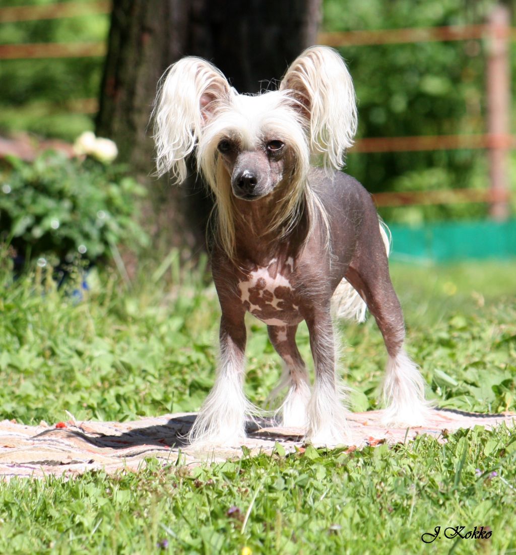 Magic 'N Mystic Black Magick 