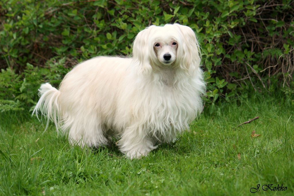 Magic'N Mystic Bring Me Luck 