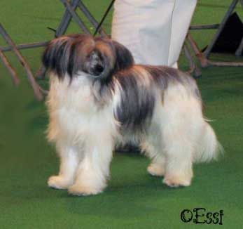 Fawncrest Welsh Surprise At Christobelle