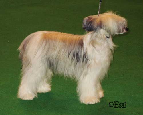 Vanitonia Vanity Fayre For Chasnaz